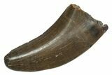 Serrated, Tyrannosaur (Nanotyrannus) Tooth - Montana #350416-1